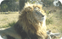 Uncover Wildlife Sanctuaries